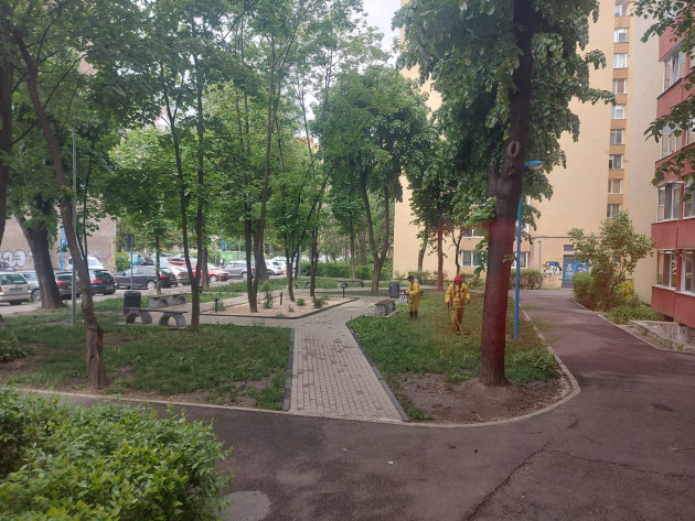 De acum e infracţiune: Tai un copac din oraş, închisoare de la 6 luni la 3 ani