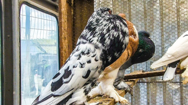 Expoziţie de păsări exotice, la Râşnov