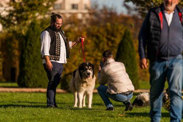 Titlul de „Campion România” se va acorda la Bran. Gala excelenţei canine în 4 ianuarie 