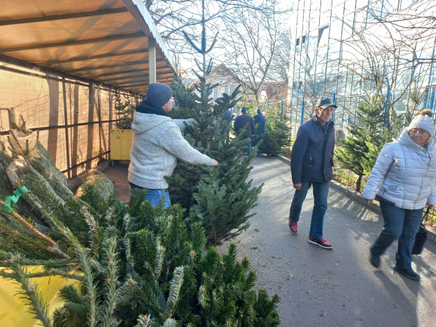 Au apărut brazii de Crăciun în pieţele din Braşov