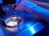 15.000 lei pentru fertilizarea în vitro, şi în 2026