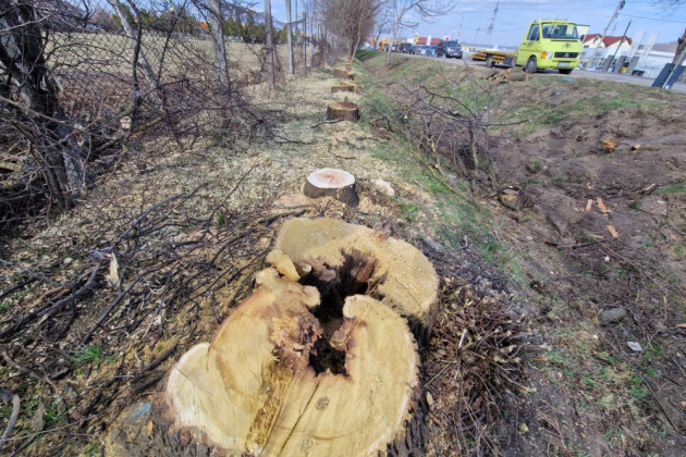 O firmă din Moieciu se va ocupa de copacii bolnavi din Sibiu. Contract de 453.500 lei