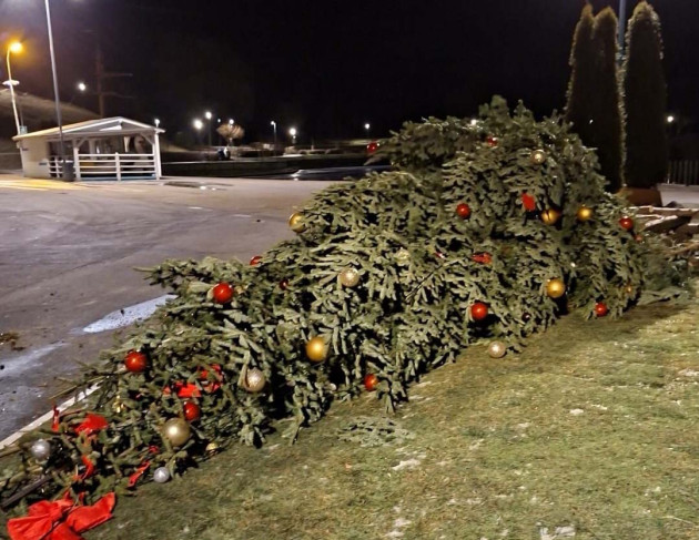 Bradul din parcul de la Lacul Noua, pus la pământ de vânt