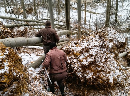 Regia Pădurilor din Săcele caută paznici pentru un drumul forestier din Gârcini. Singuri pe schimb, plată de 35.500 lei pe lună