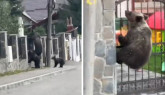 „Ursul”, căutat de 400 de ori la Braşov. De 208 ori, de negăsit
