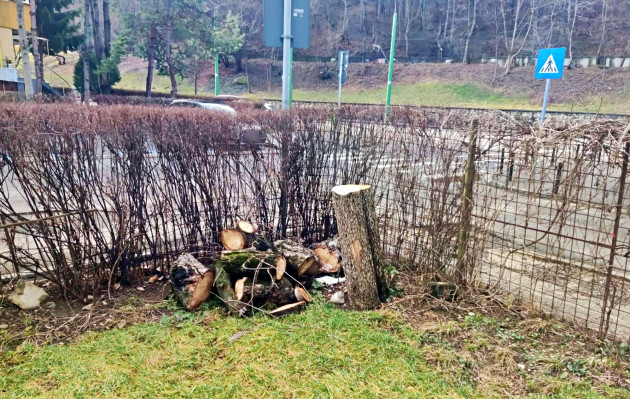 Brașov, strada Carpaților: Au turnat sare ca să omoare copacul 