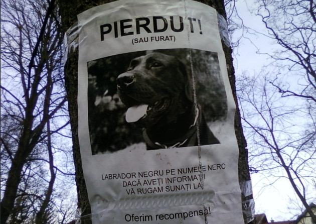 Radarul animalelor pierdute, adus în România de o braşoveancă