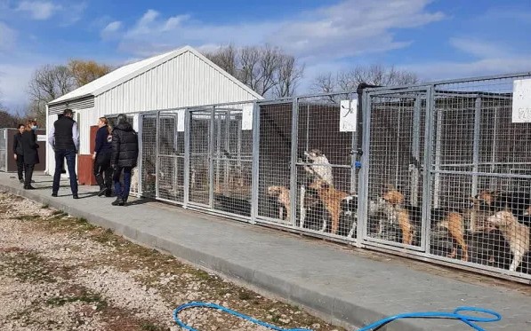 6 zile cu porţi deschise la adăpostul de câini de la Braşov