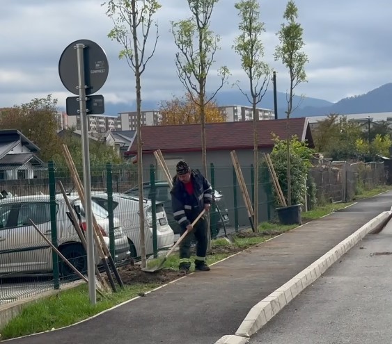 La Braşov se vor regenera 118 hectare de pădure. 152.000 de copaci plantaţi în această primăvară