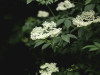 Ce plante susțin organismul în lupta cu virusurile și ce suplimente să alegi în 2026 pentru un sprijin natural și sigur?
