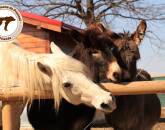60 de animale domestice abandonate au nevoie de hrană