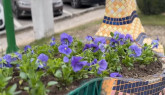 Peisagist pentru plantările de primăvară. La Braşov, sensurile giratorii vor fi multicolore