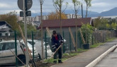 La Braşov se vor regenera 118 hectare de pădure. 152.000 de copaci plantaţi în această primăvară