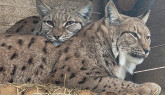 Ziua Mondială a Faunei Sălbatice, la Zoo Braşov