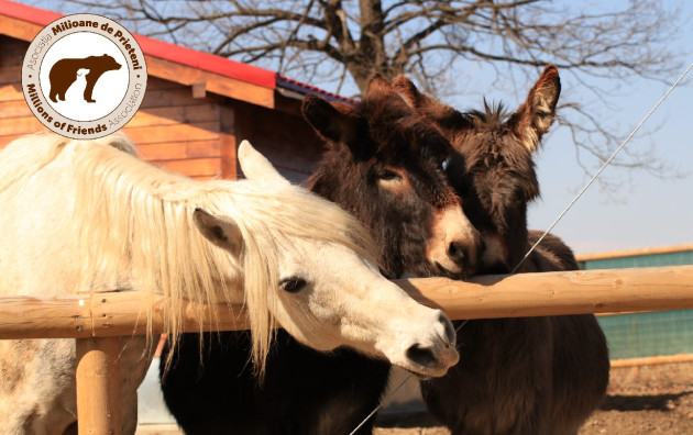 60 de animale domestice abandonate au nevoie de hrană