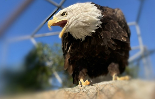 Ziua Internaţională a Păsărilor, sărbătorită la Zoo de 1 aprilie
