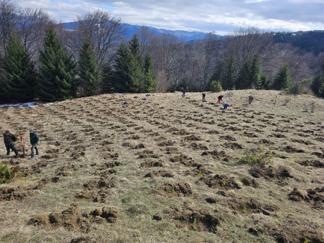 Încep plantările de primăvară în pădurile din Săcele 