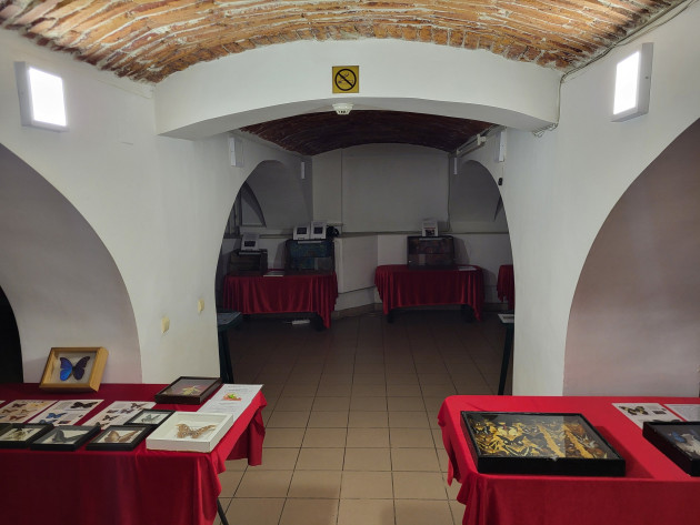 Tarantule uriaşe, insecte exotice şi şopârle