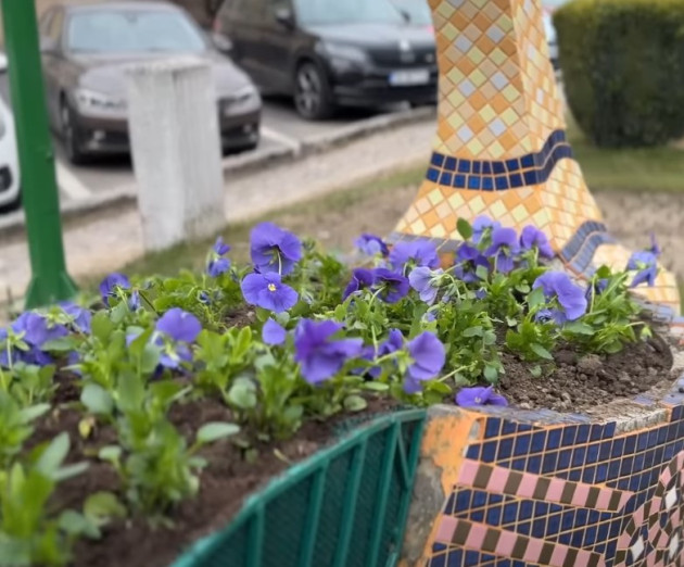 Peisagist pentru plantările de primăvară. La Braşov, sensurile giratorii vor fi multicolore