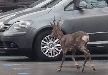 „Căprița” care a încântat Brașovul