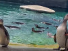 Cei mai drăgălași locatari ai Zoo Brașov, aniversați sâmbătă 