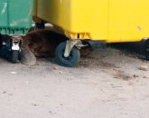 Bod: Un castor printre blocuri