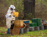 12 euro pentru fiecare familie de albine, timp de 3 ani