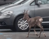 „Căprița” care a încântat Brașovul