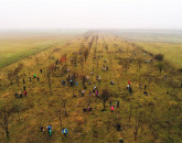 20.000 de salcâmi la Şercaia