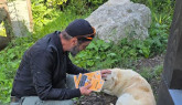 1.000 de câini de hrănit în Braşov. Cum le dai un castron de mâncare