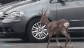 „Căprița” care a încântat Brașovul