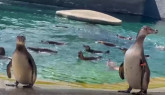 Cei mai drăgălași locatari ai Zoo Brașov, aniversați sâmbătă 