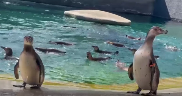 Cei mai drăgălași locatari ai Zoo Brașov, aniversați sâmbătă 