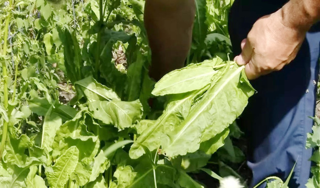 Sântul măcriş: detoxifiere tradiţional românească