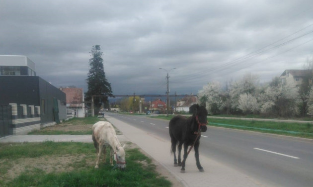 Altfel de maidanezi prin oraş