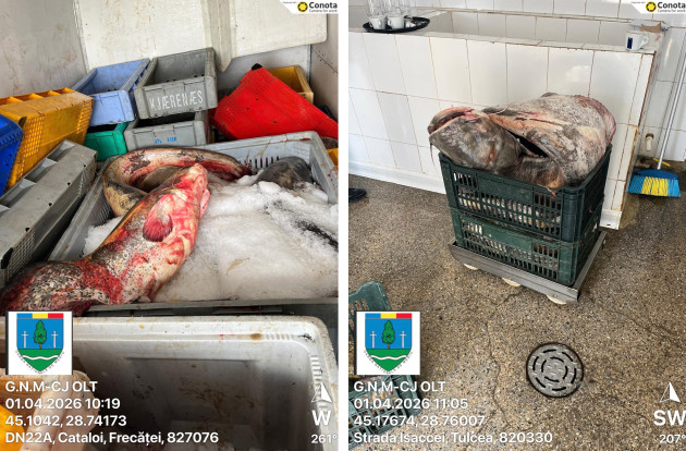 Filiera somnului: Italia – Brașov – Tulcea