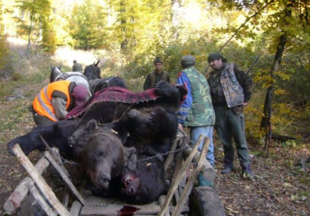 859 de urşi de împuşcat. S-a aprobat dublarea cotei de vânătoare