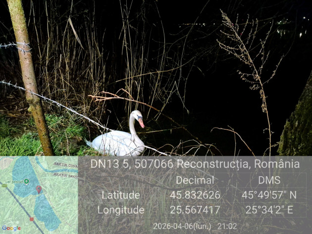 O lebădă rătăcită la Feldioara