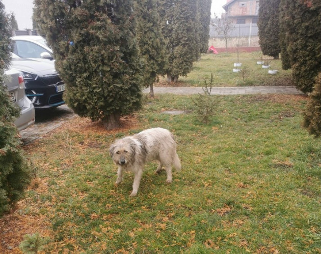 Sânpetru: Se caută hingher pentru 425 de câini