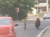 Un urs și-un câine, la întrecere. Printre șoferi, către Poiana Brașov