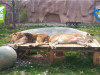 Azi, la Zoo Brașov: ziua celor care sunt pe cale de dispariție