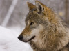 „Wolf”, documentarul despre revenirea lupului în Europa, la Făgăraş Fest 2026