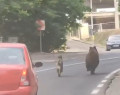 Un urs și-un câine, la întrecere. Printre șoferi, către Poiana Brașov