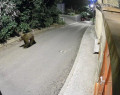 O oră cu ursul pe la porți. Alertă la Blumăna