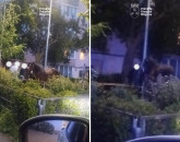 5 necivilizați, amendați de Primărie. Scuipat semințe – 500 de lei, scanla la beție – 1.500 de lei, „călăreț” prin parc – 3.000 de lei
