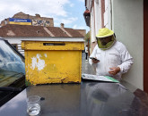 Braşovenii care au probleme cu viespile şi albinele pot suna la Primărie