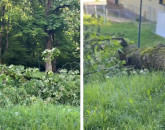 Părea sănătos, complet putrezit în interior: încă un copac căzut sub Tâmpa