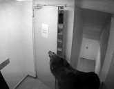 Poiana Braşov: Le-a intrat ursul în hotel, s-au simţit nebăgaţi în seamă la 112