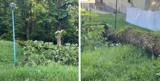 Părea sănătos, complet putrezit în interior: încă un copac căzut sub Tâmpa