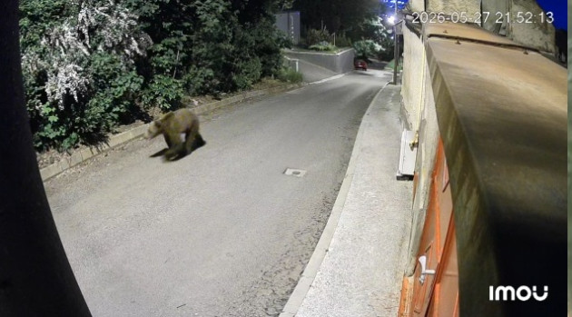 O oră cu ursul pe la porți. Alertă la Blumăna